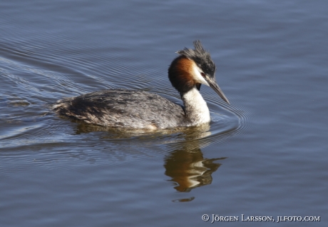 Skäggdopping Podiceps cristatus 