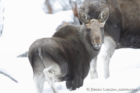 Älgkalv Stora sjöfallets national park Lappland