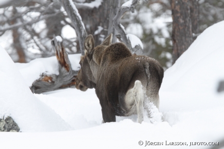 Älgkalv Stora sjöfallets national park Lappland