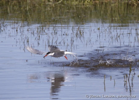 Fisktärna Sterna hirundo 