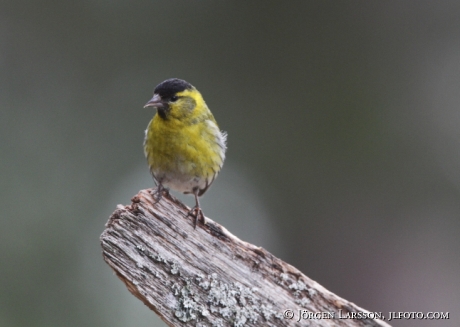 Grönsiska Carduelis spinus Sverige