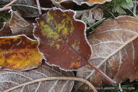 Frost leaves Sweden