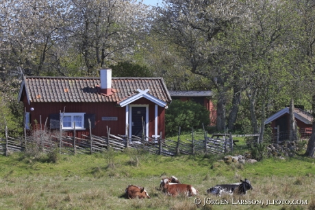 Röd stuga  kor