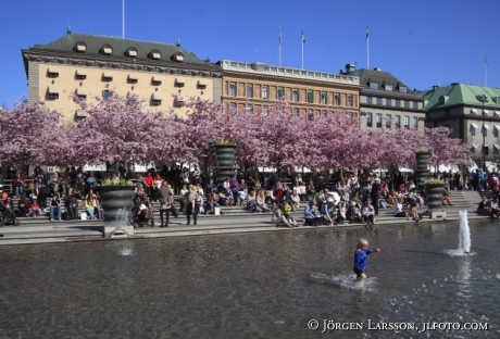 Blommande körsbärsträd Kungsträdgården Stockholm