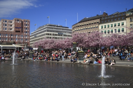 Blommande körsbärsträd Kungsträdgården Stockholm