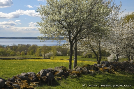 Vårlandskap