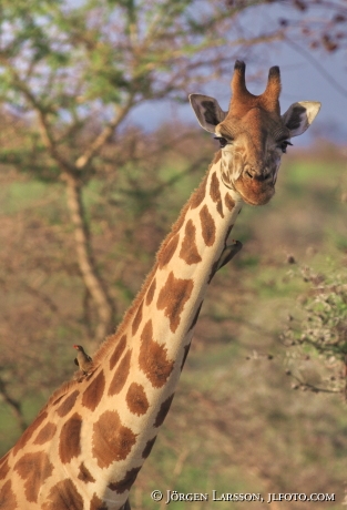 Giraffe Murchinson Nat Park UGANDA