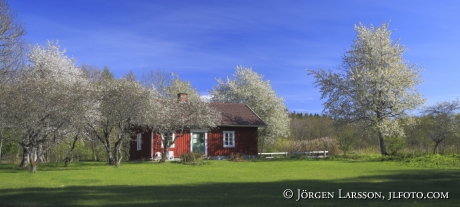 Stuga Blommande körsbärsträd