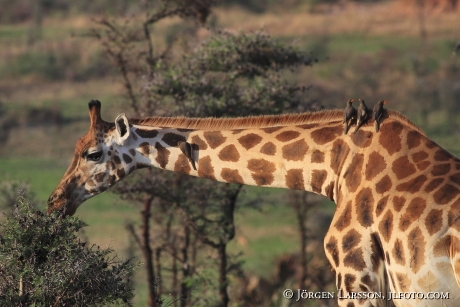 Giraffe Murchinson Nat Park UGANDA