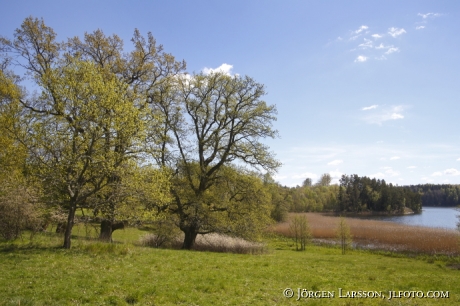 Ekbackar vid sjön Misteln