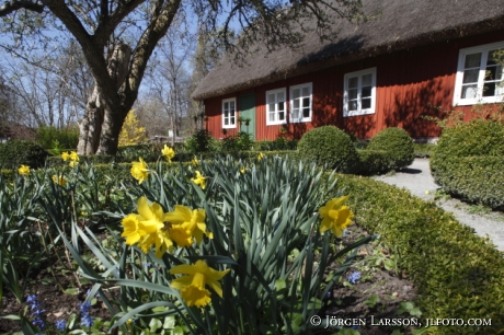 Skånegård påskliljor Sverige