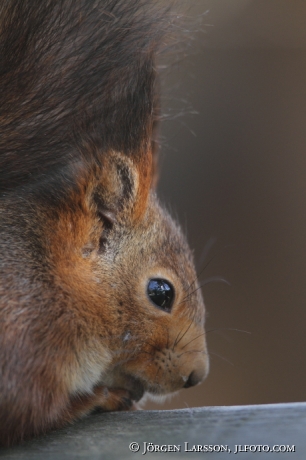 Squirrel Uppland Sweden