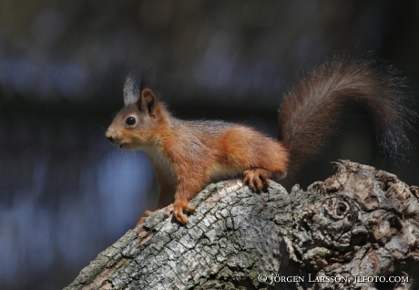 Squirrel  Stockholm Sweden