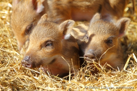 Wild boar, piggy