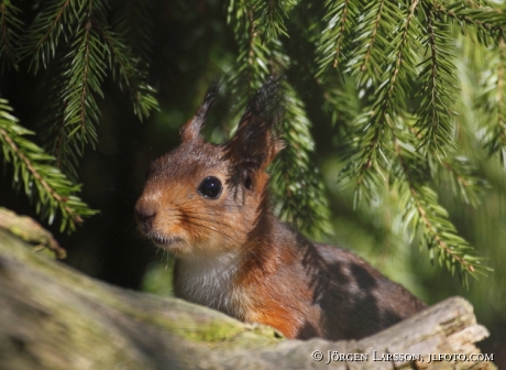 Squirrel  Stockholm Sweden