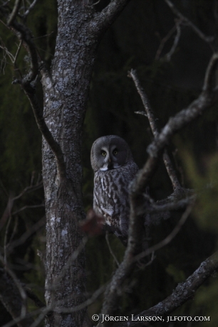 Lappuggla Strix nebulosa Bornsjön Södermanland