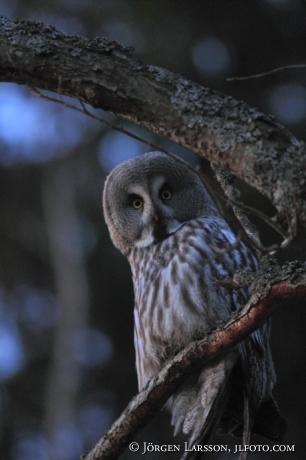 Lappuggla Strix nebulosa Bornsjön Södermanland