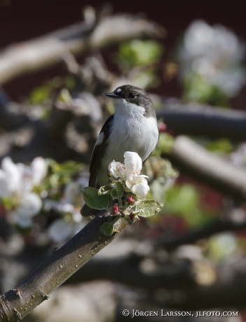 Svartvit Flugsnappare Ficedula hypoleuca