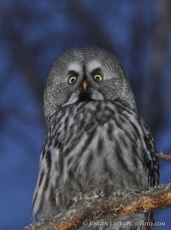 Lappuggla Strix nebulosa Bornsjön Södermanland