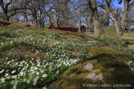 Vitsippor vid Björnlunda gård Södermanland