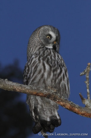 Lappuggla Strix nebulosa Bornsjön Södermanland