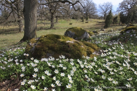 Vitsippor vid Björnlunda gård Södermanland