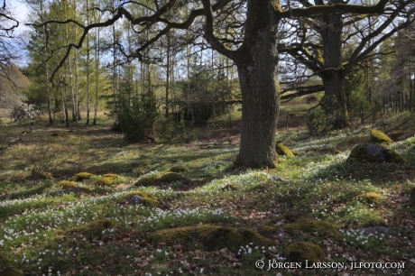 Vitsippor vid Björnlunda gård Södermanland