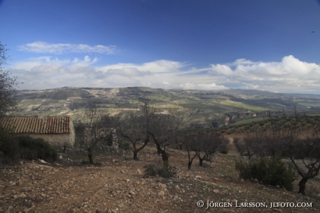 Mandelträd Andalusien Spanien