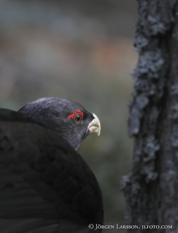 Tjädertupp  Tetrao urogallus  Södermanland Sverige