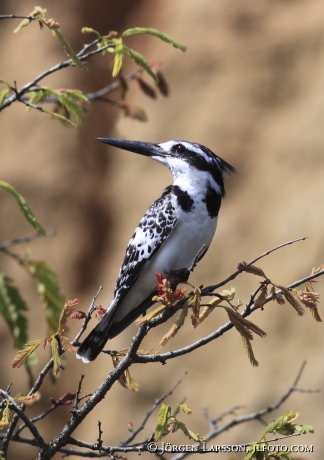 Gråfiskare Pied Kingfisher Ceryle rudis Uganda