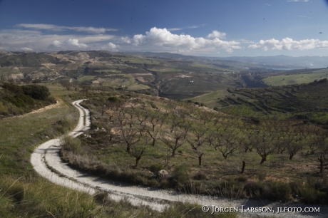 Mandelträd Andalusien Spanien