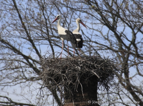 Vit Stork Ciconia ciconia