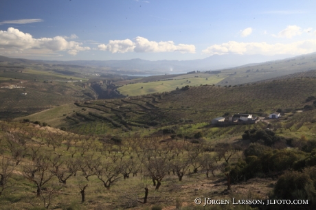 Mandelträd Andalusien Spanien