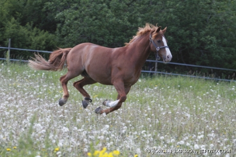 Springande häst Grödinge