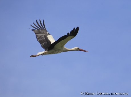 Vit Stork Ciconia ciconia