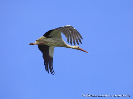 Vit Stork Ciconia ciconia