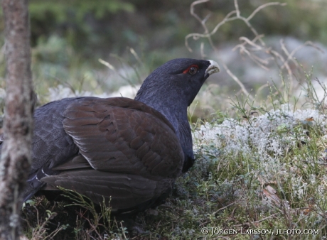 Tjädertupp  Tetrao urogallus  Södermanland Sverige