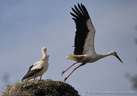 Vit Stork Ciconia ciconia