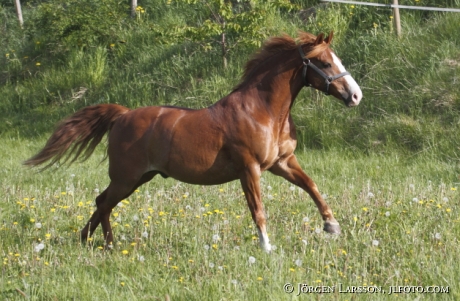 Springande häst Grödinge
