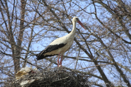 Vit Stork Ciconia ciconia