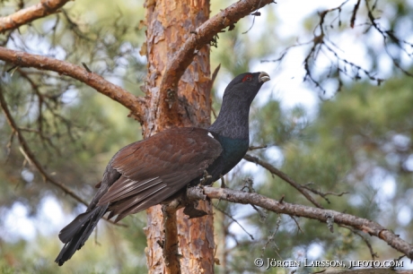 Tjädertupp  Tetrao urogallus  Södermanland Sverige