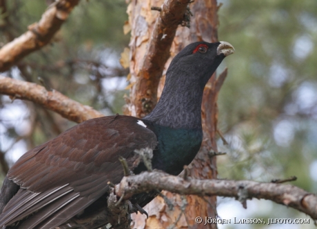 Tjädertupp  Tetrao urogallus  Södermanland Sverige