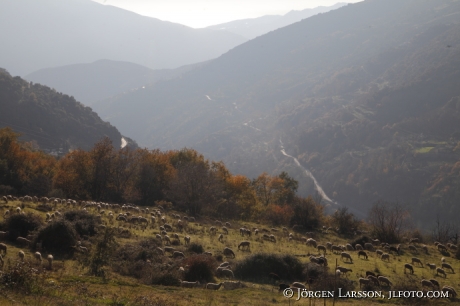 Fårhjord vid Bubión Andalusien Spanien