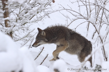 Wolf Canis lupus Sweden