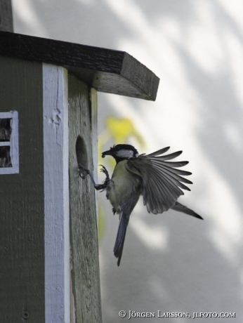 Talgoxe vid holk Parus major  Sverige