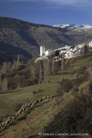 Fårhjord vid Bubión Andalusien Spanien