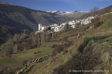 Fårhjord vid Bubión Andalusien Spanien