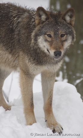 Wolf Canis lupus Sweden