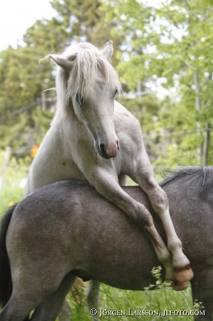 Welsh mountain horse