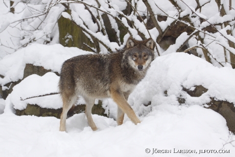 Wolf Canis lupus Sweden